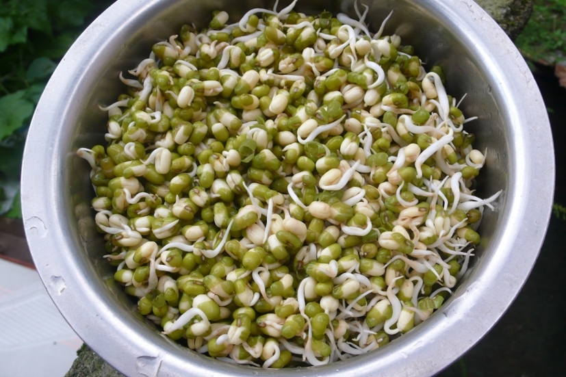 mung healthy sprouts