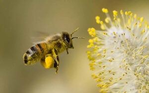 11 مزیت اصلی گرده زنبور عسل برای سلامتی