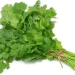 تخم گشنیز