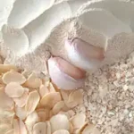 پودر سیر مقدار 1 کیلوگرم