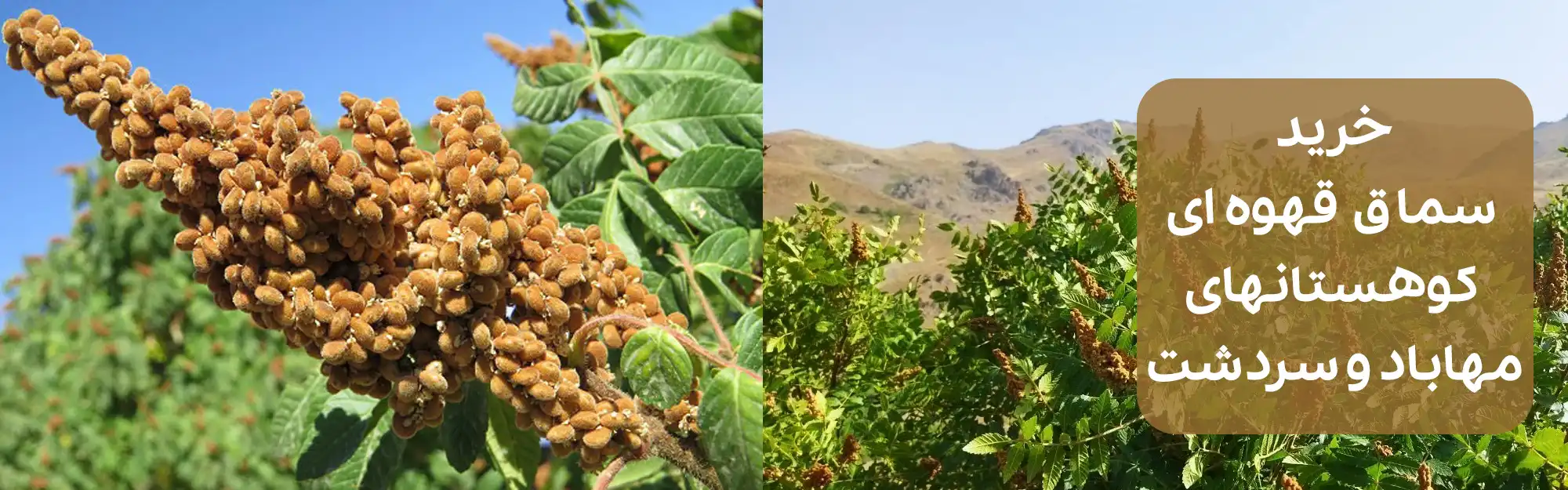 خرید سماق
