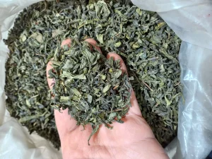 چای سبز 1 کیلوگرم